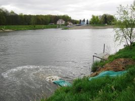 Labe 20 pod elektrárnou v Hradištku-vysazování kaprů 20.4.16 (3).JPG